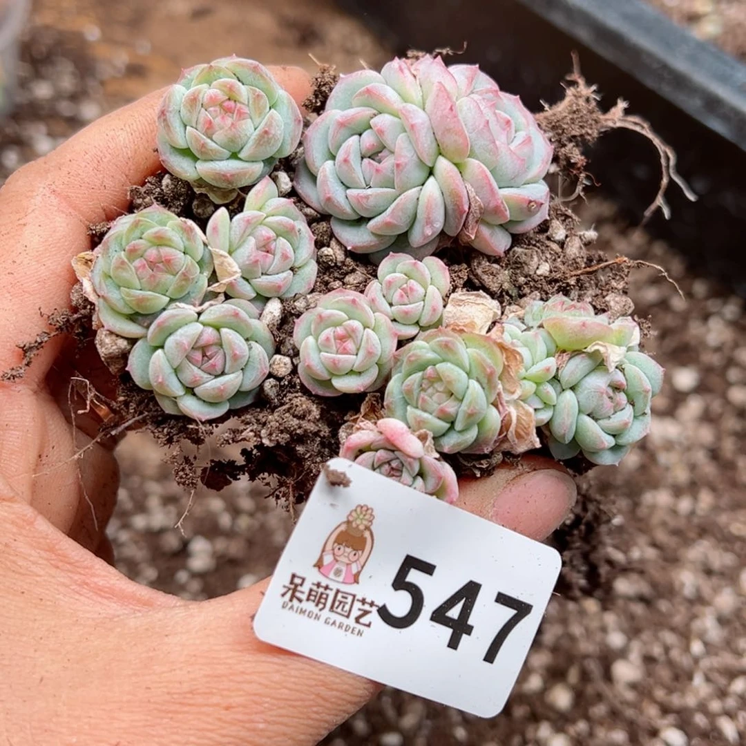 多肉植物多肉植物
