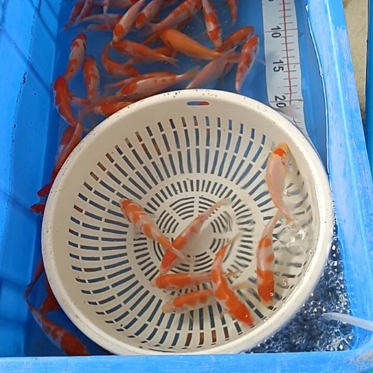 海水顺丰包邮开箱包活