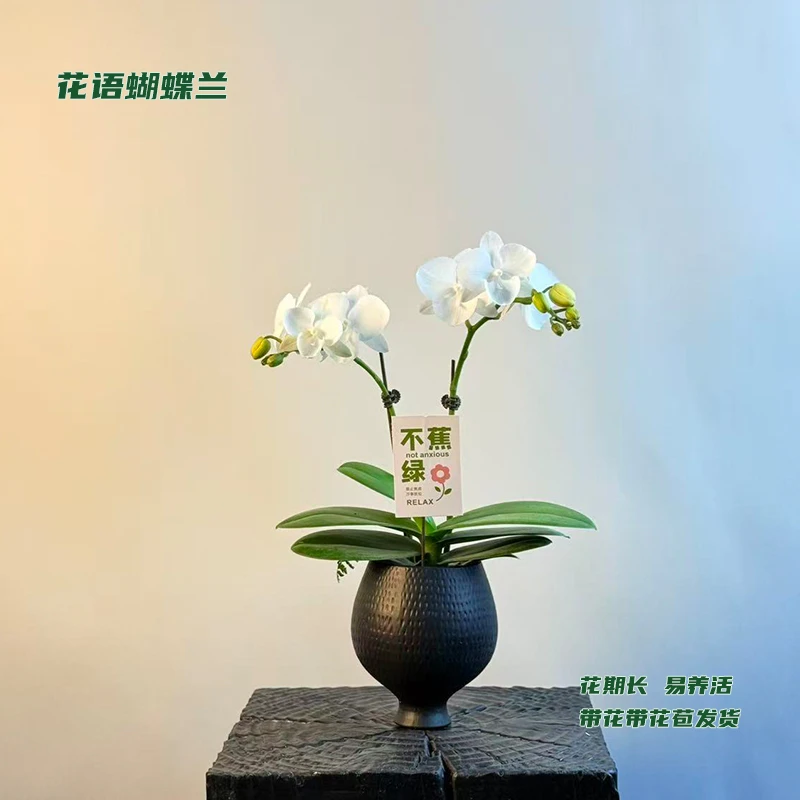 蝴蝶兰【白天鹅】 带花带花苞发货 室内客厅盆栽花卉 好养易活