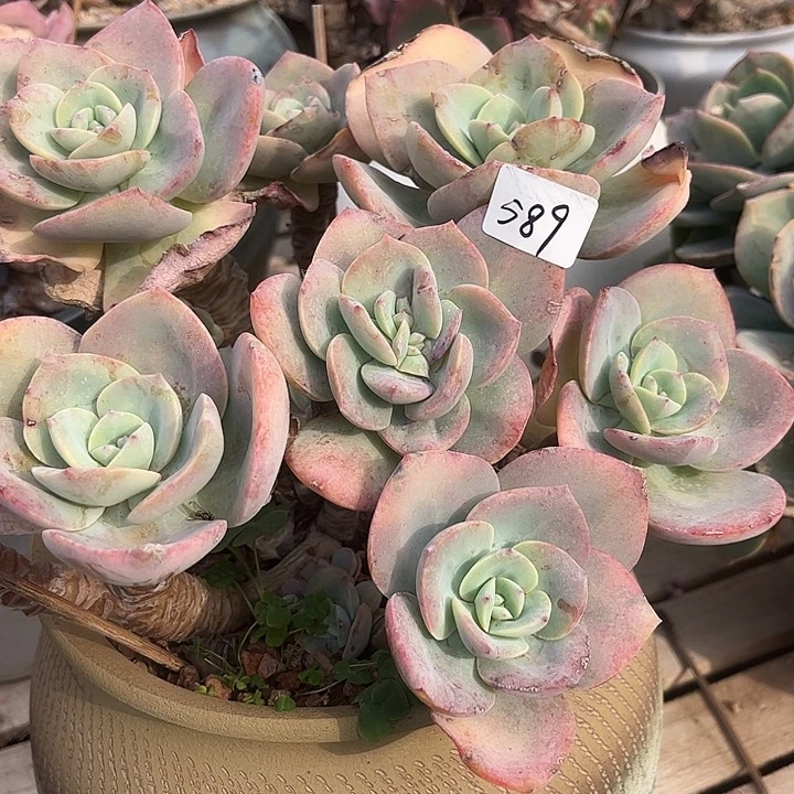 顺****589血凤脱土发贷不退不换