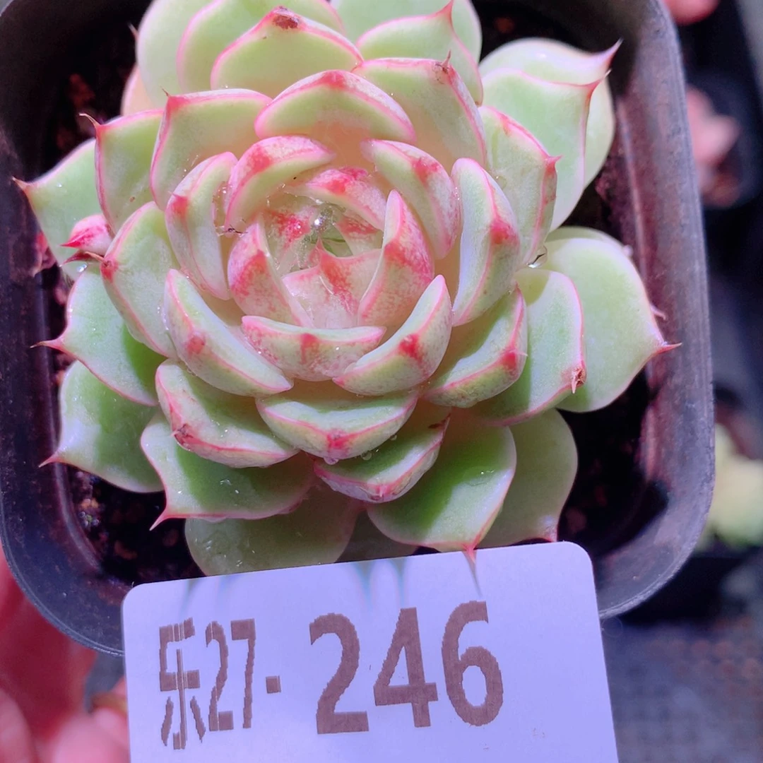 乐然27-246 苯巴蒂斯