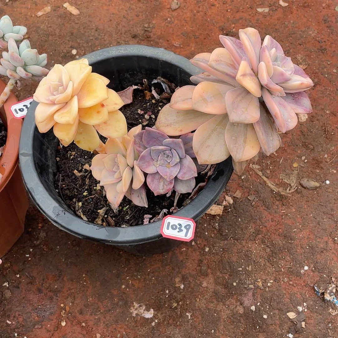 1039紫乐锦 一物一拍多肉