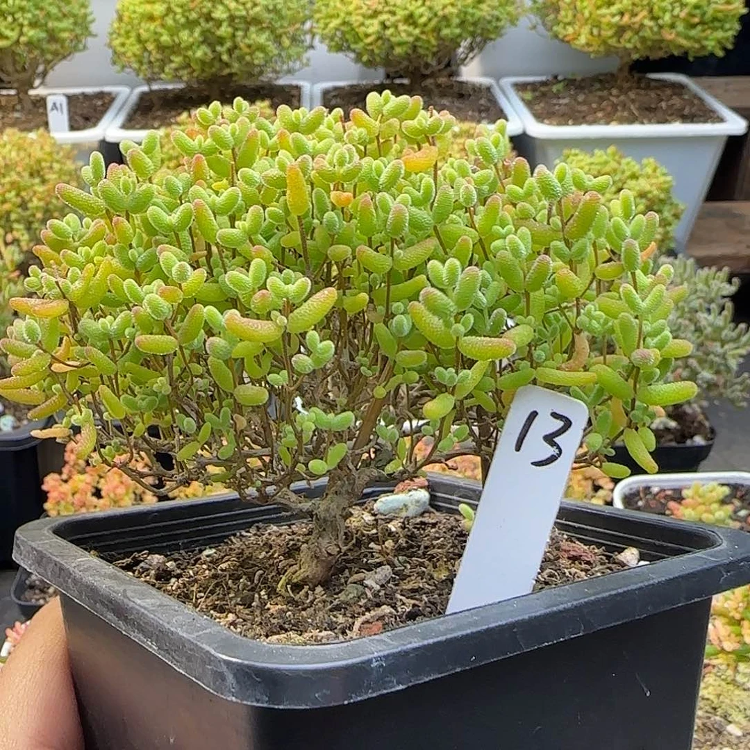 蜜橘糖球一物一拍