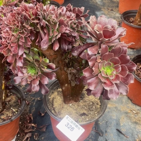 326，欧紫缀瑕疵不包邮