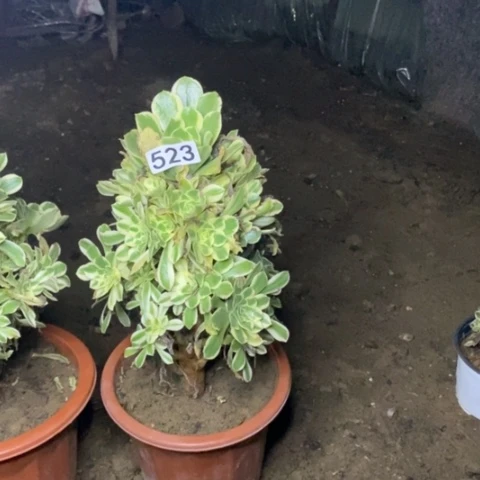 523，燕凌多肉法师