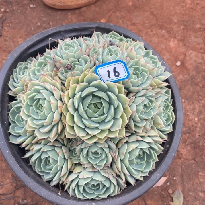 16笨吧一物一拍多肉