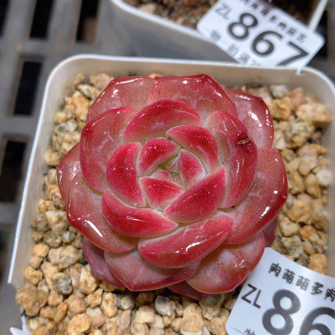 5CM拇指盆精控多肉ZL868