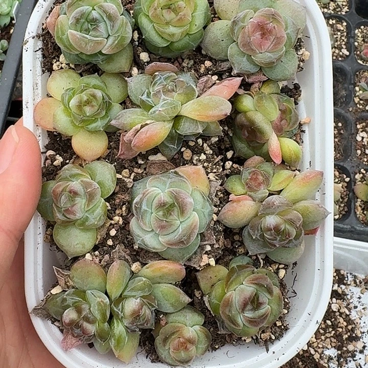 如图香水宝石穴盘苗随机一份3个不售后