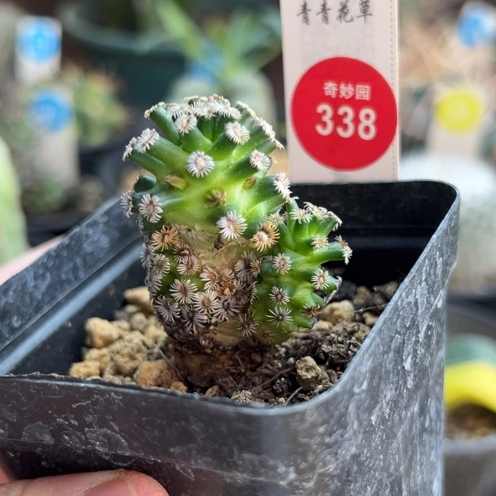 有疤双头红花克氏丸一棵