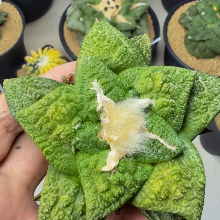 龟甲哥斯拉锦多年未换盆了