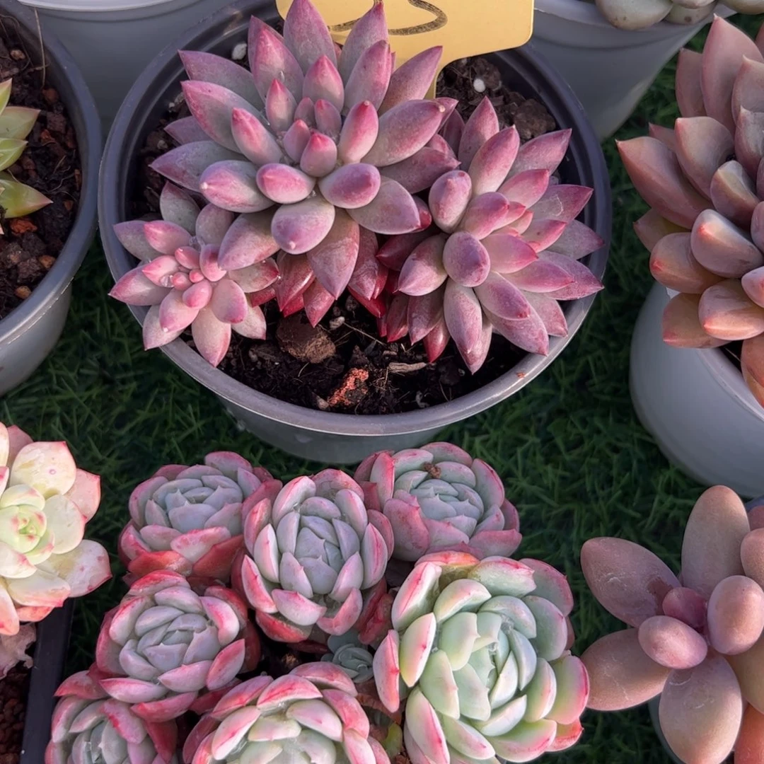 车厘子多肉植物保护