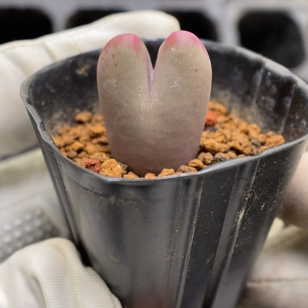 多肉植物肉锥杂交K-3732