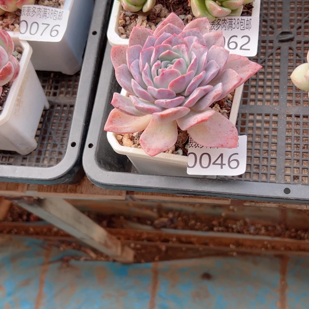 冰***冰多肉一物一拍植物0046