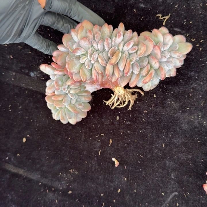 遇****15厘米左右一物一拍的的