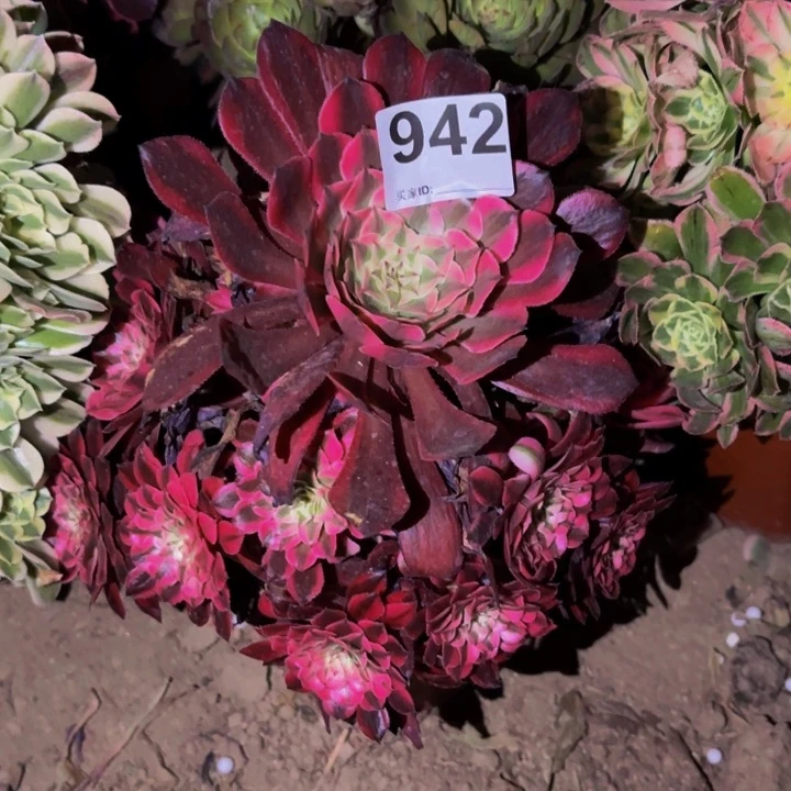 粉铜多肉植物不售后量拍