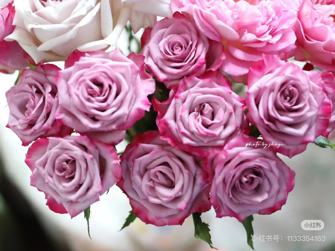 （盛间春世）单头玫瑰-一片深紫10支！三件顺丰空运20%不售后