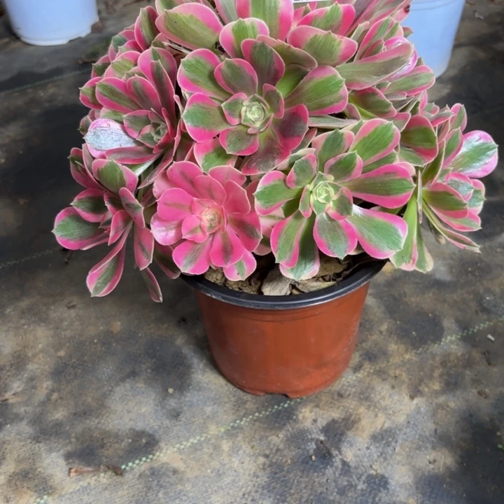 瑞妈多肉园艺709女郎，