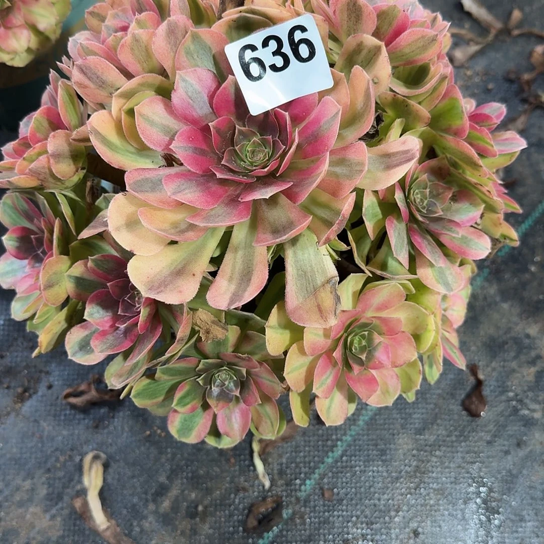 雨河多肉植物老庄636