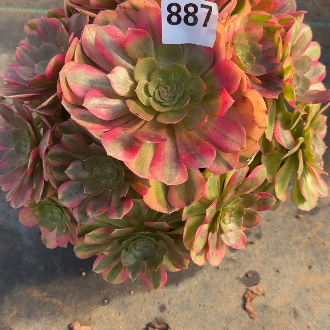 雨河多肉植物老庄887