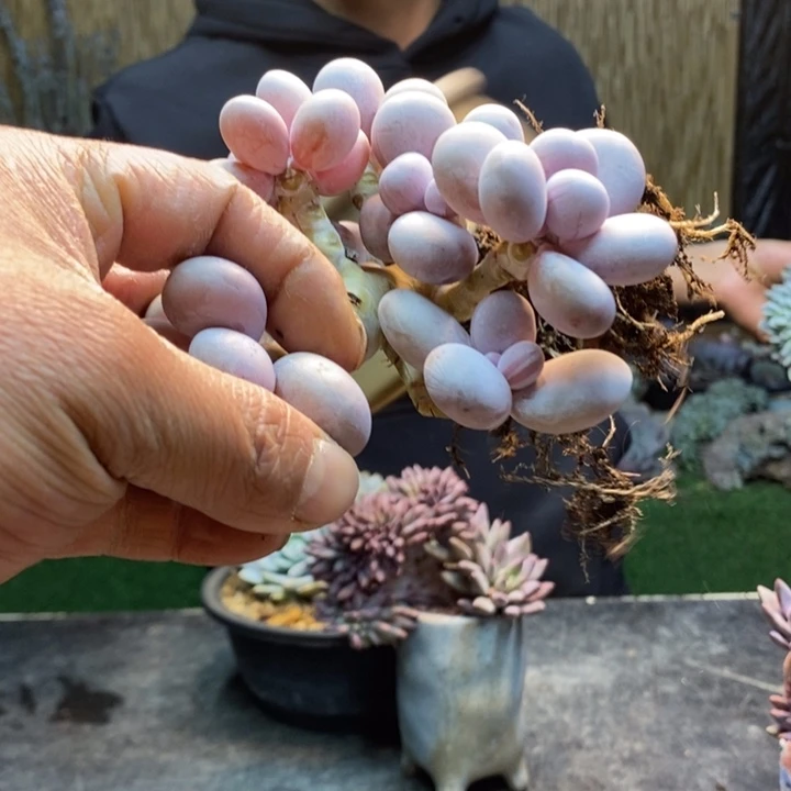 咖***喱110号彩虹奶多肉植物