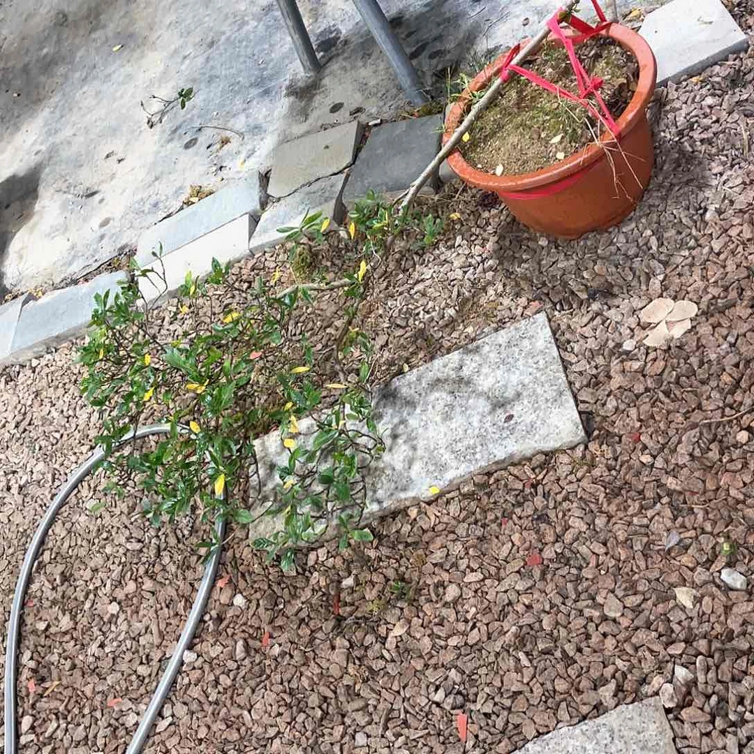 盆景王*盆景海岛栀子花