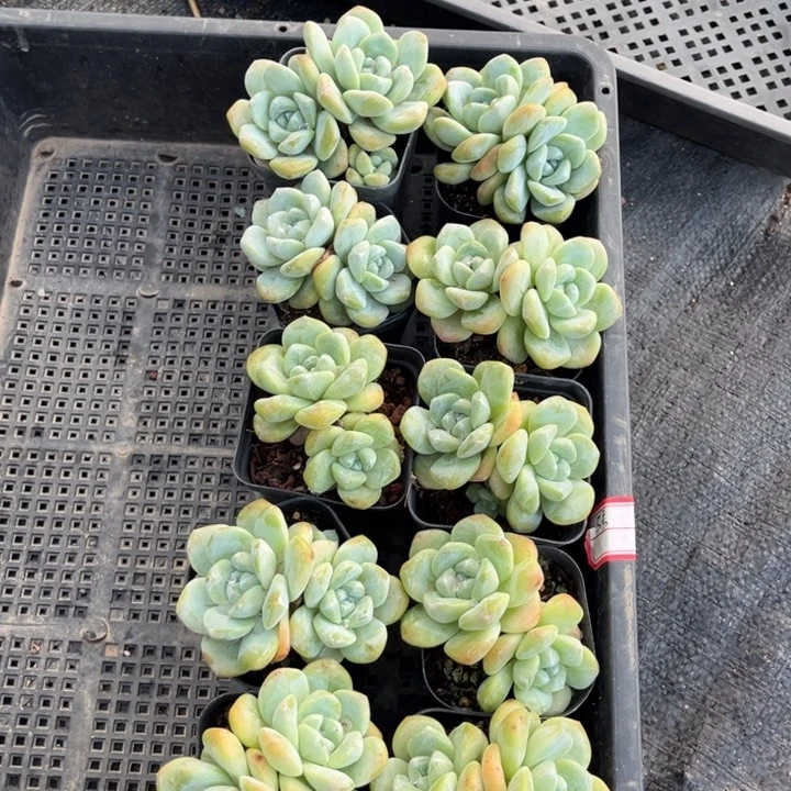 冰玉多肉七方盆一组5号