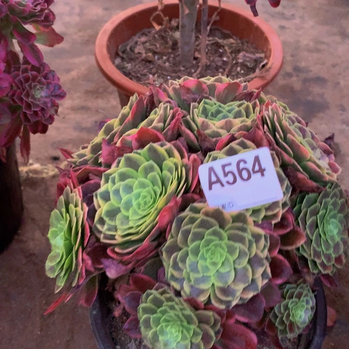 564嘉年华。