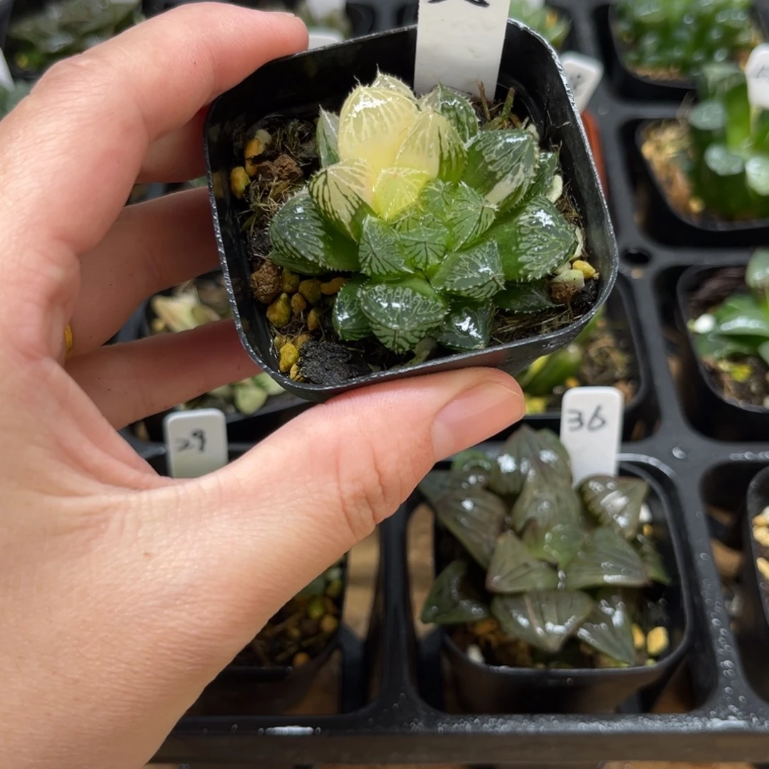 25楼兰玉露锦一物一拍