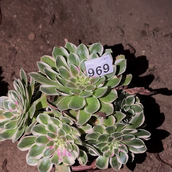 696玉芙蓉多肉植物