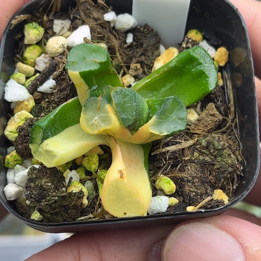 145玉龙万象锦（根弱，介意勿拍）