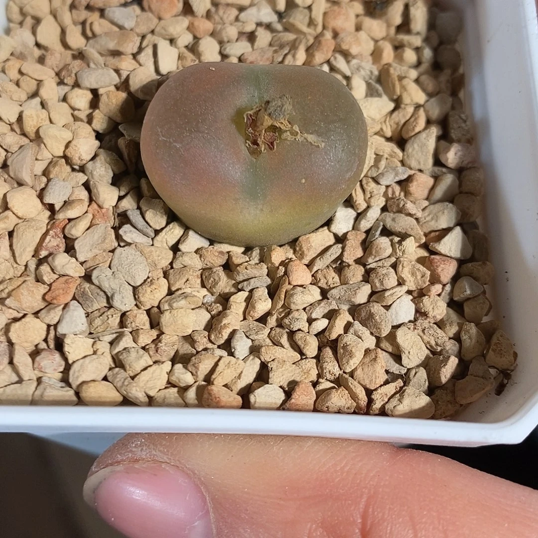 1333。      吕毛。