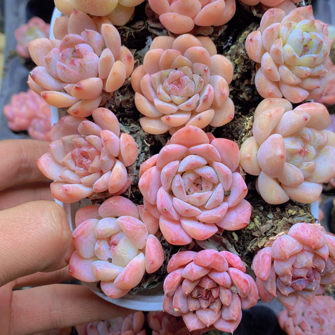 我要去看你了啊我065