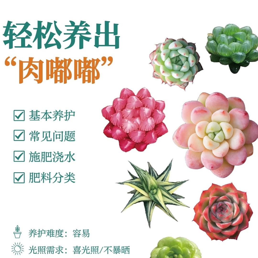 十方红灯多肉植物
