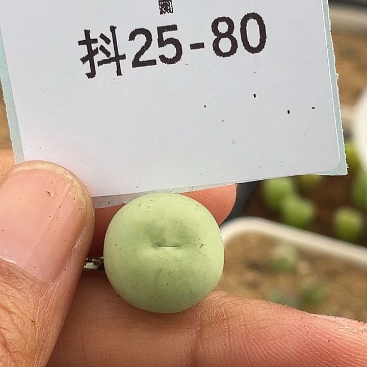 25-80鸽子蛋多肉植物