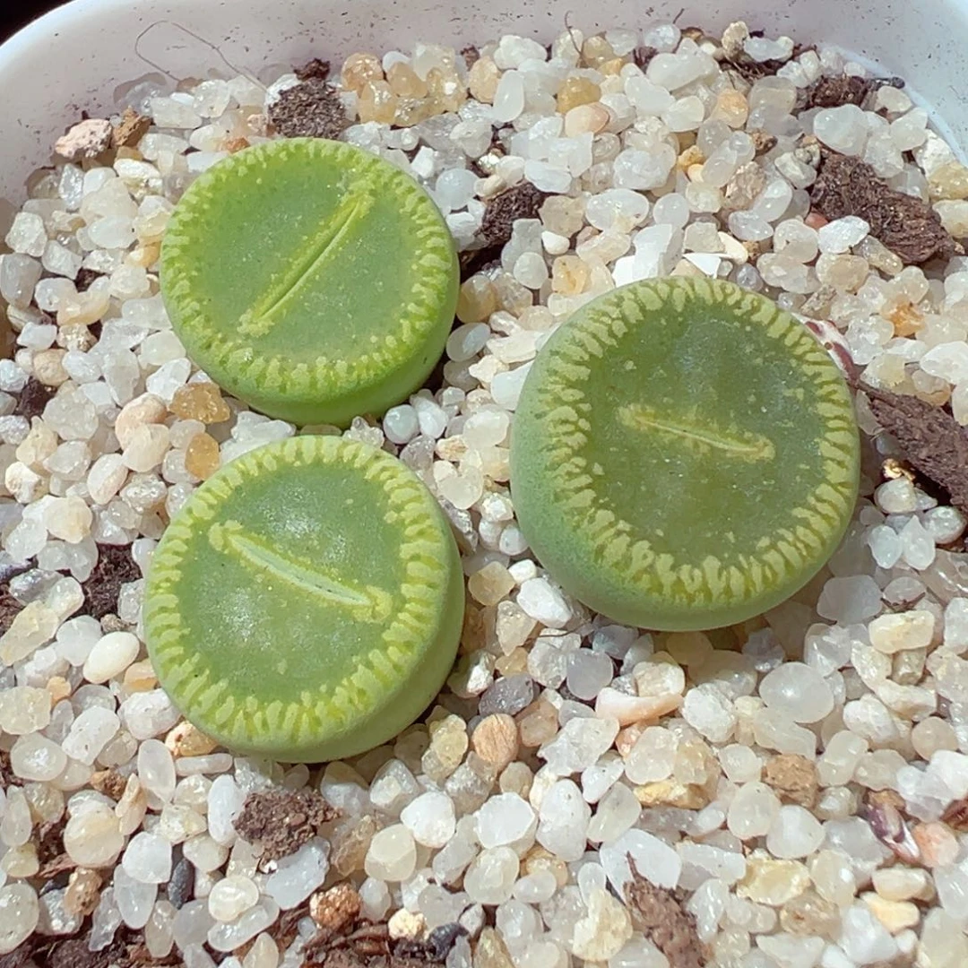 1222-267多肉多肉