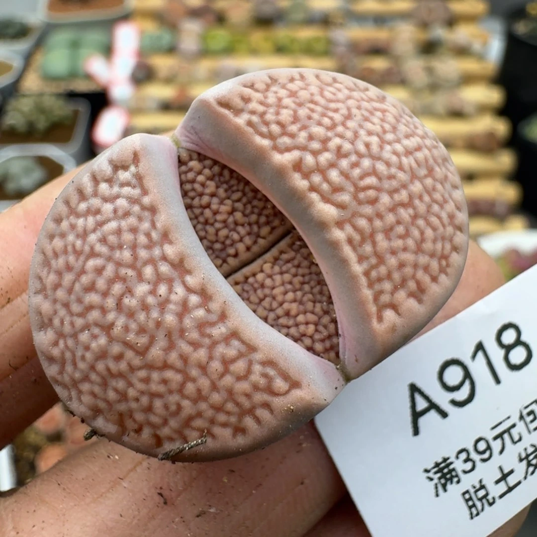 918多肉哈哈哈哈哈哈哈