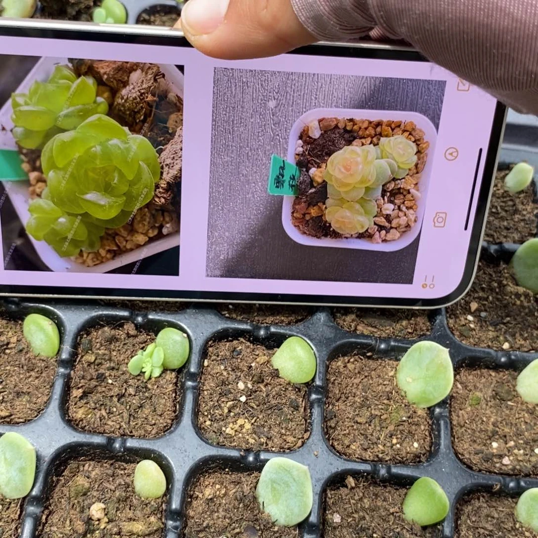 穴盘飘枝芽苗一个多肉