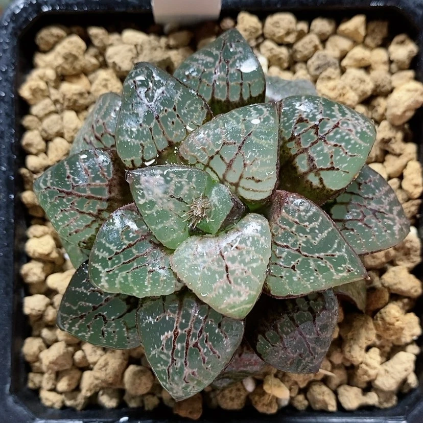 【闪购商品】111瞳克