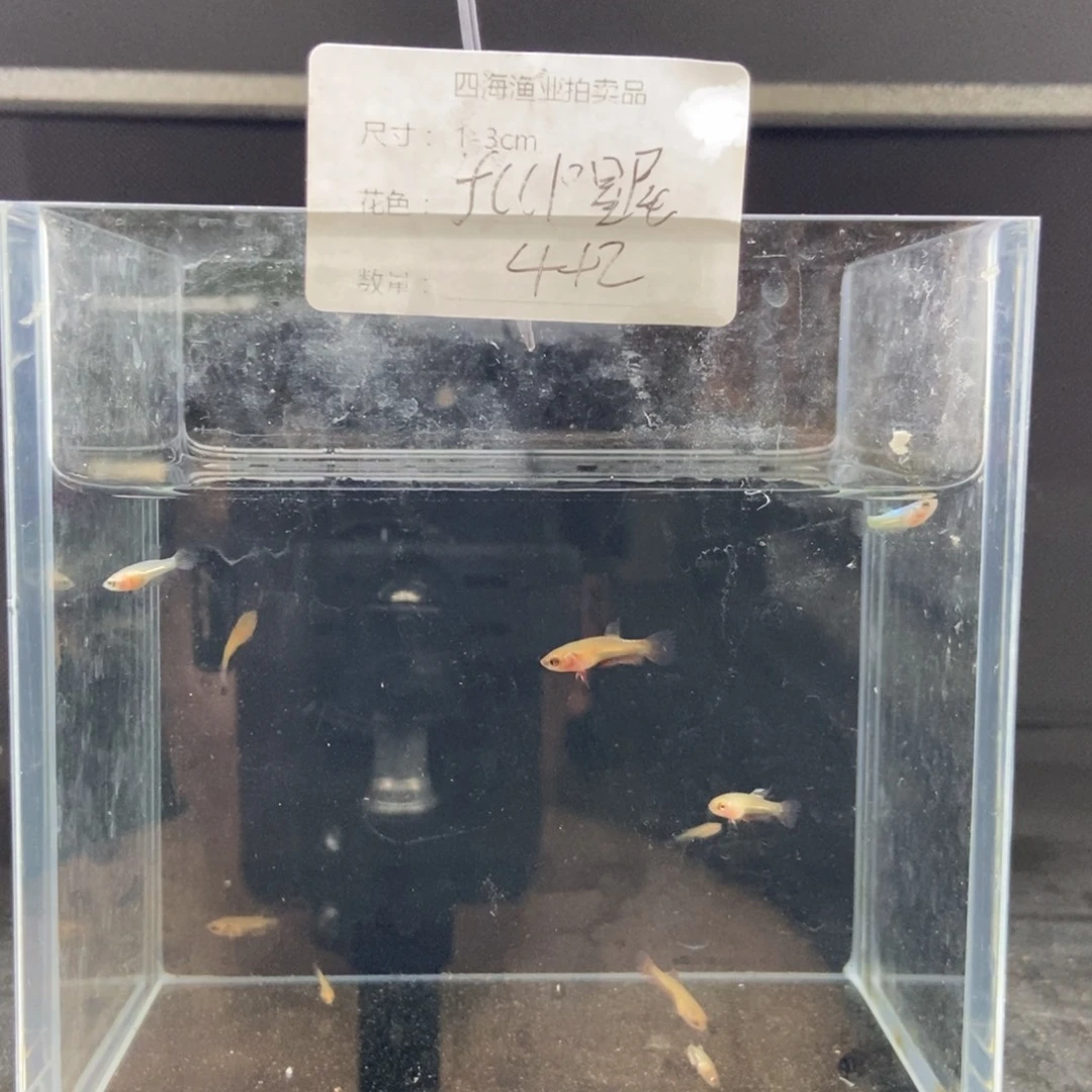 斗鱼包活不包损所见即所得084