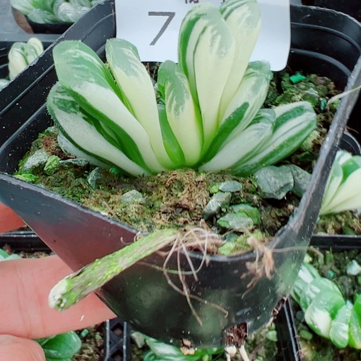 玉扇锦多肉植物764