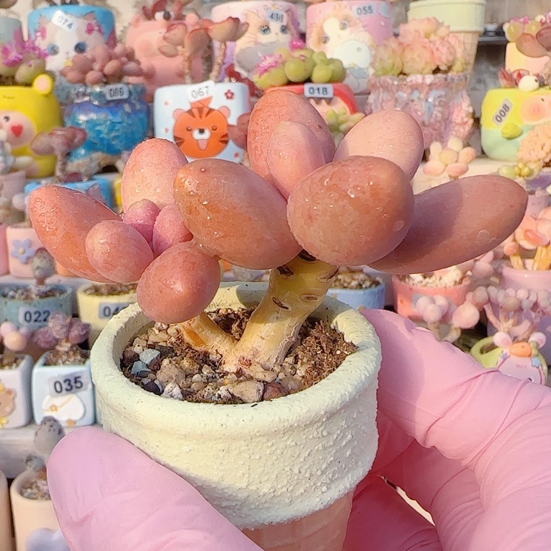 L 双头芒果奶 盆口3cm