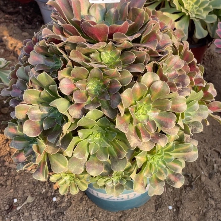 无花朵298女巫中斑