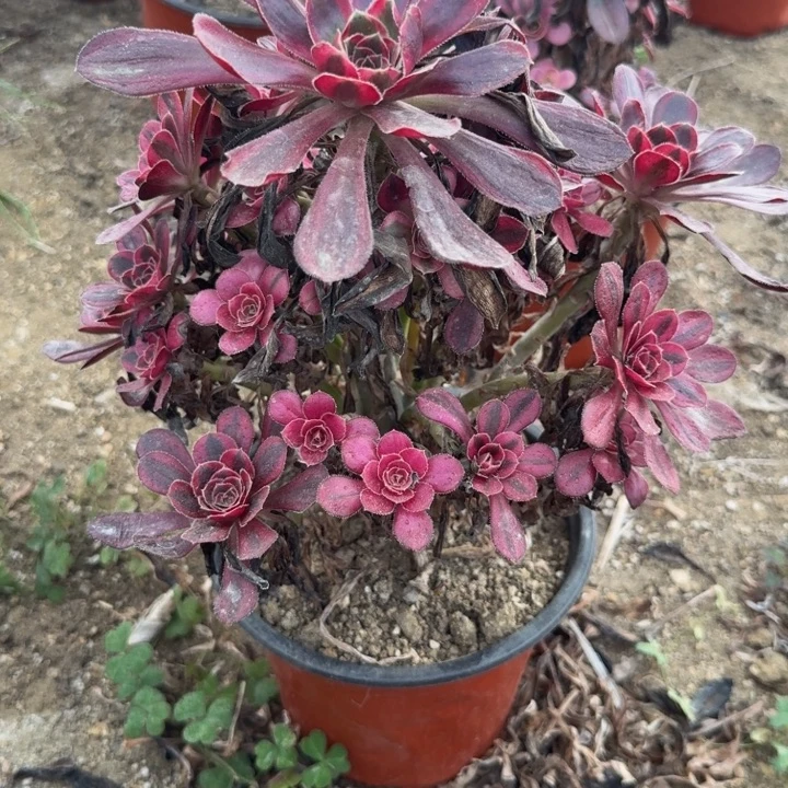 765香奈儿。多肉植物