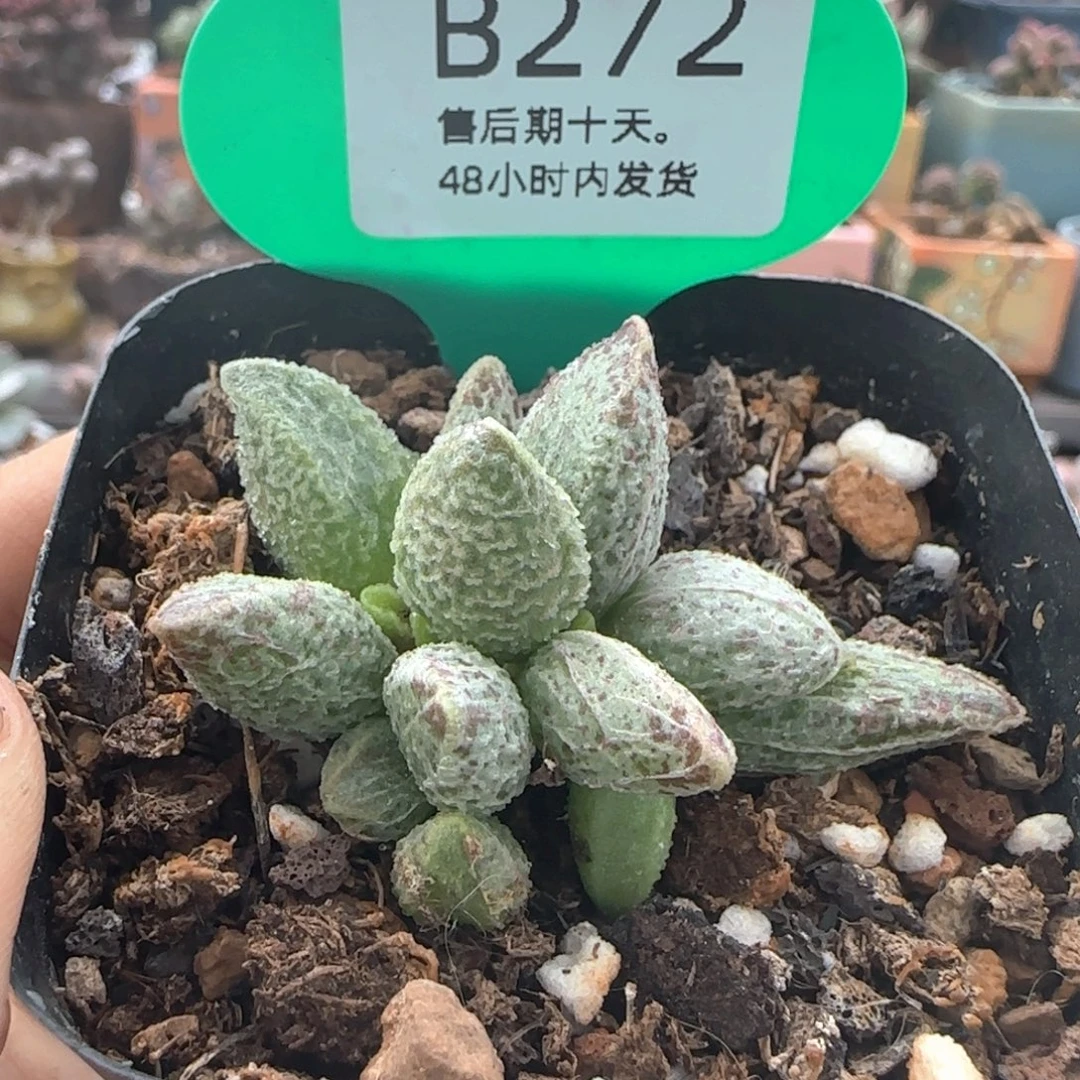 七彩仙女。   272。