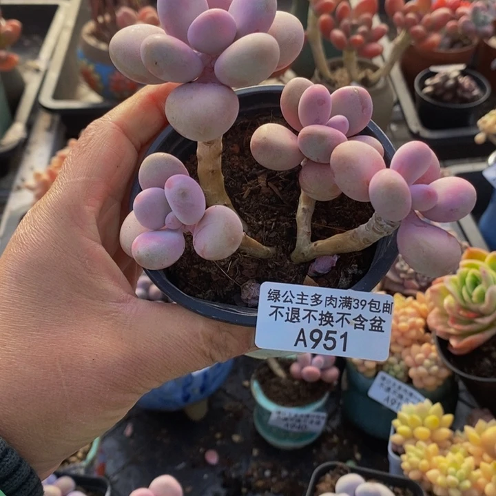 糖果桃蛋老桩951多肉植物