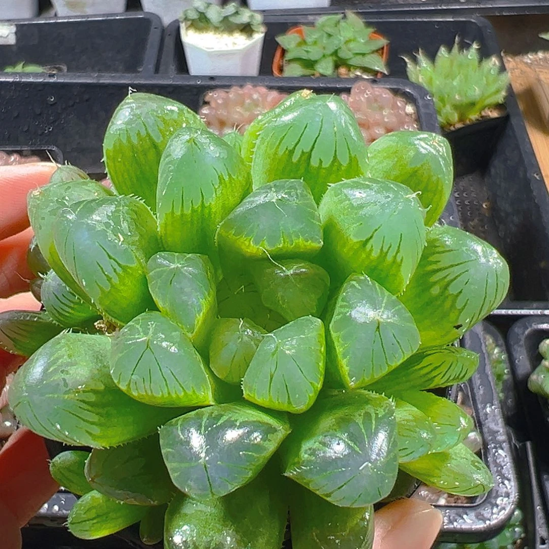 万象盆灯芯玉露多肉植物一颗