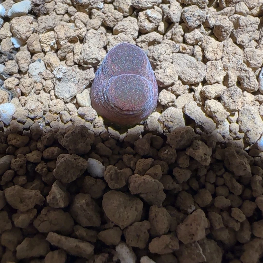 肉锥多肉植物组合-10km风铃654