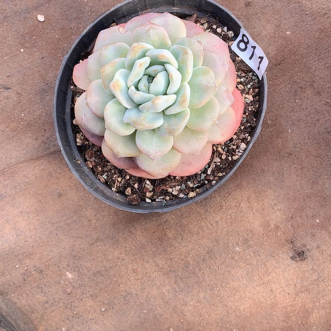 811冰玉 一物一拍多肉