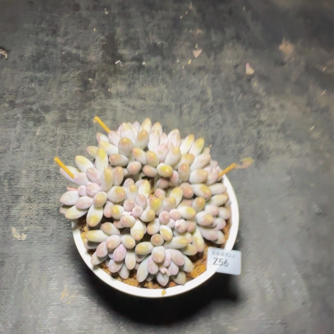 z z z z z z z z z 56