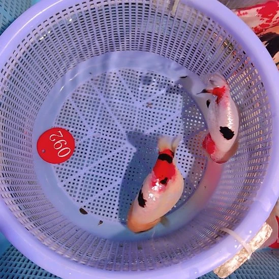 金鱼092兰寿两只特价顺丰包邮